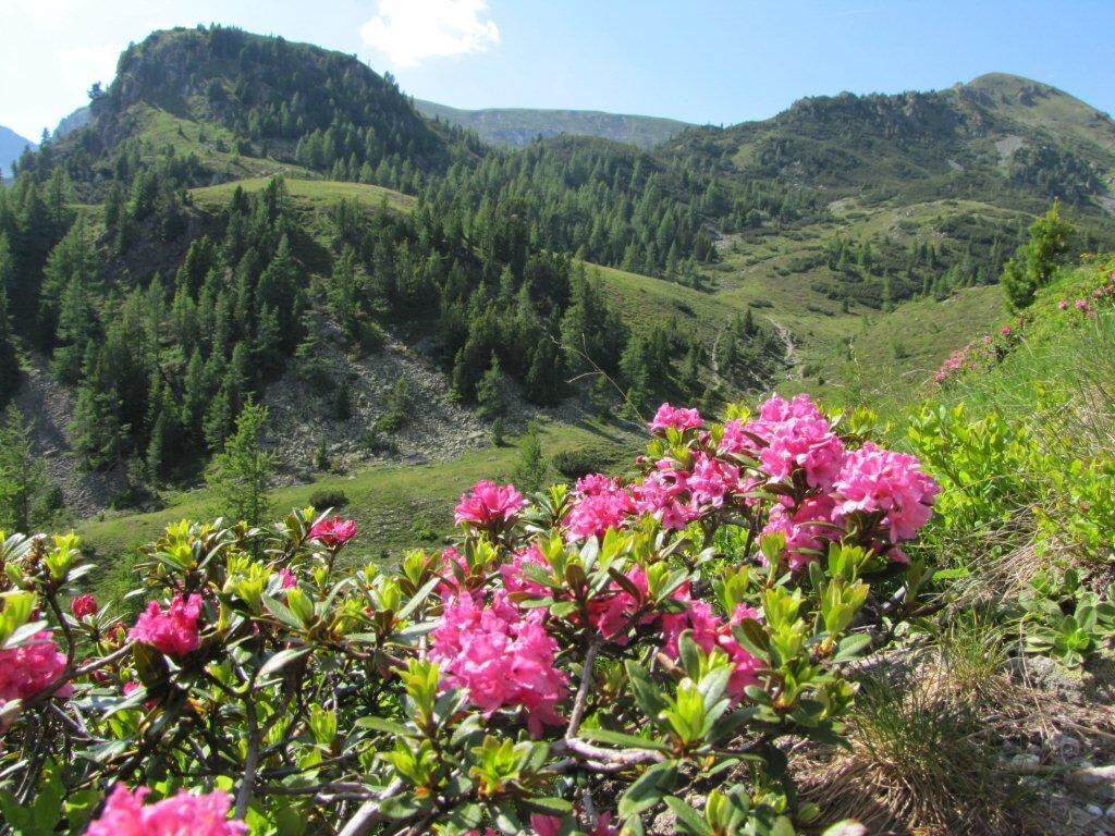 Berglandschaft mit pinken Wildblumen im Vordergrund und grünen Hügeln im Hintergrund.