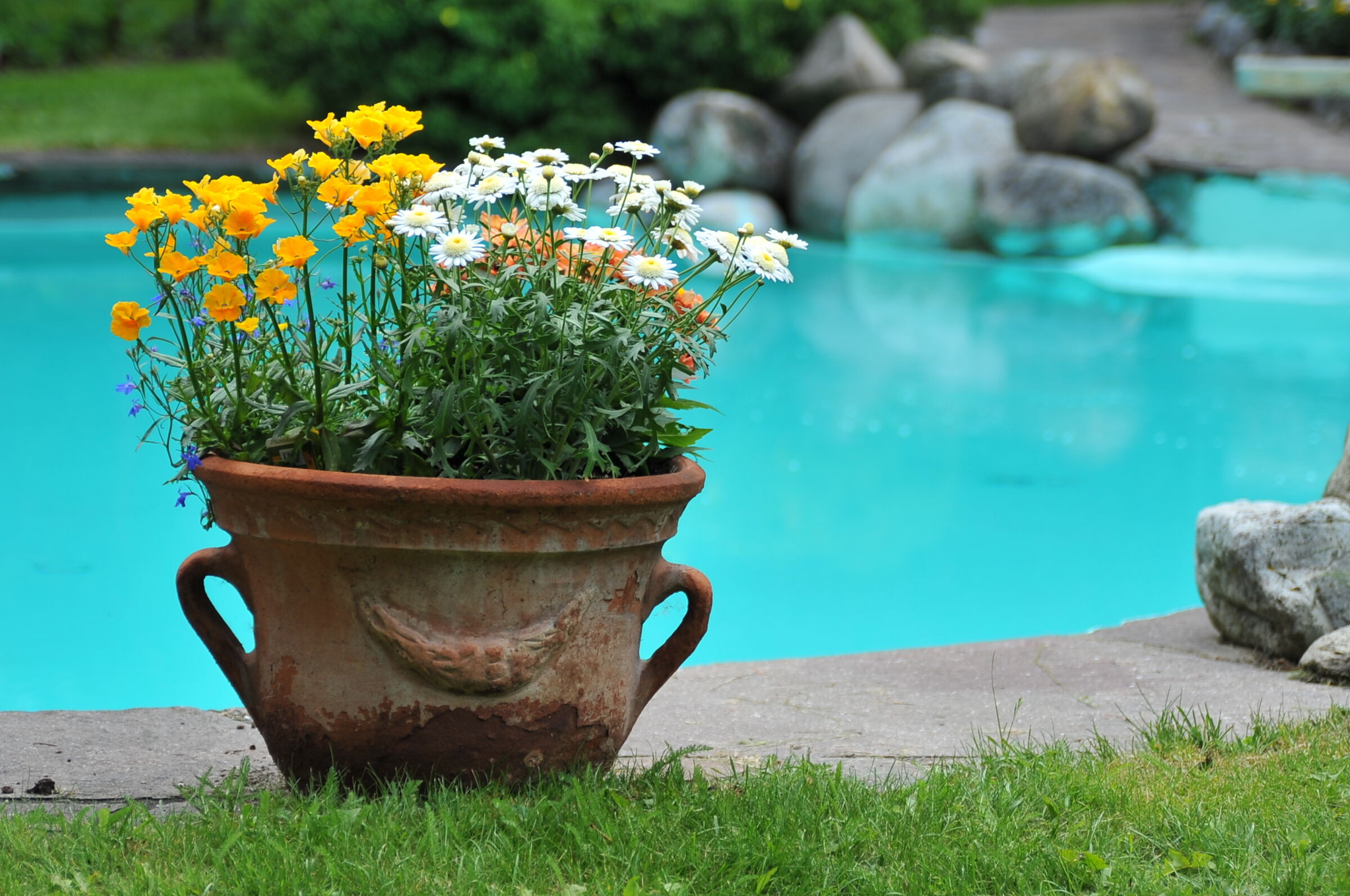 Terracotta-Topf mit gelben und weißen Blumen am Pool in einer grünen Umgebung, ideal für Entspannung.