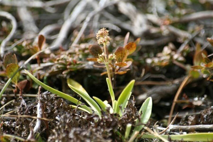 The Speick plant growing in nature.