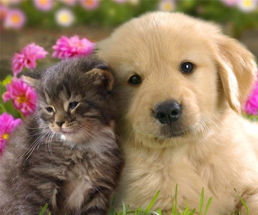 Ein Golden Retriever Welpe und ein flauschiges Kätzchen sitzen harmonisch im blühenden Garten zusammen.