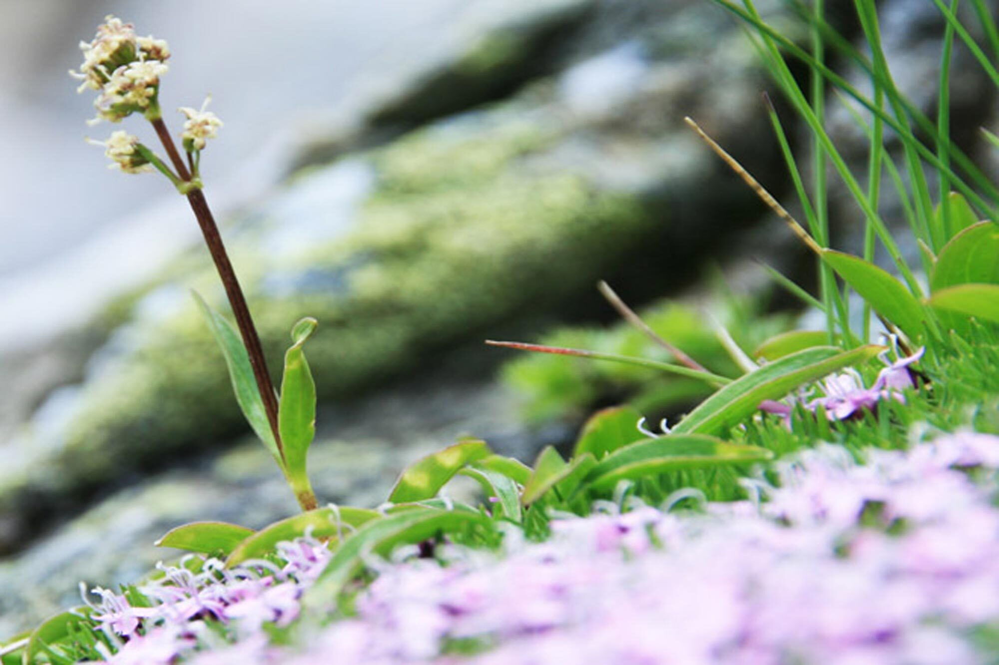 Detailaufnahme von Pflanzen und Blumen auf einer felsigen Oberfläche in der Natur