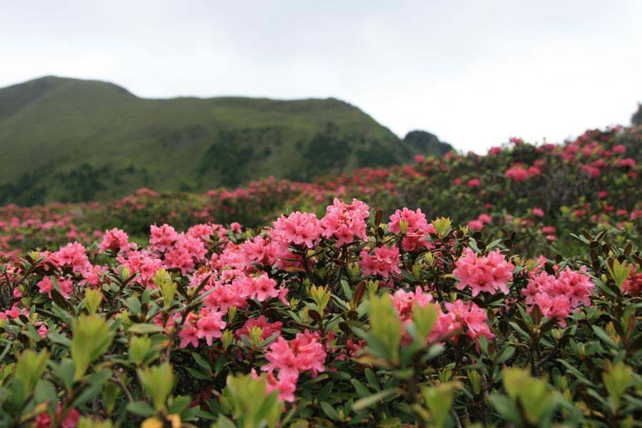 Landschaft mit blühenden pinken Blumen und grünen Hügeln im Hintergrund, ideal zum Entspannen.