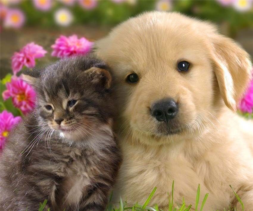 Ein Golden Retriever Welpe und ein flauschiges Kätzchen sitzen harmonisch im blühenden Garten zusammen.